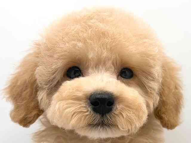 奈良県のトイプードル(トイ) (ひごペットフレンドリー田原本店/2025年12月1日生まれ/男の子/クリーム)の子犬の1枚目の画像