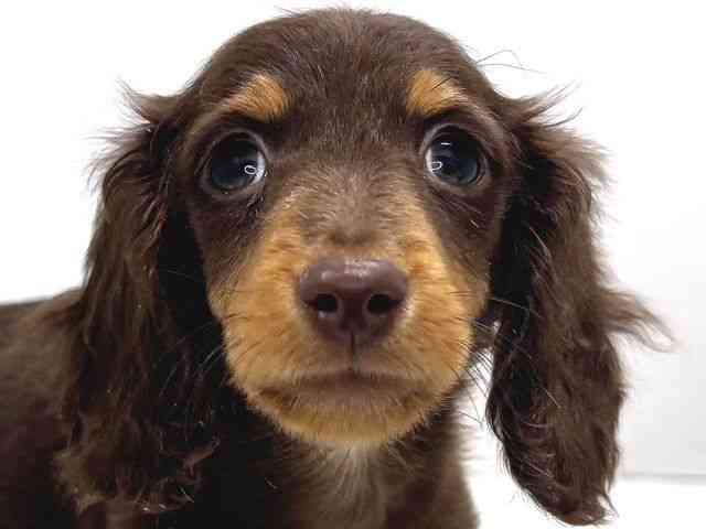 奈良県のミニチュアダックスフンド(ロング) (ひごペットフレンドリー奈良パワーシティ店/2025年11月23日生まれ/男の子/チョコレートタン)の子犬の1枚目の画像