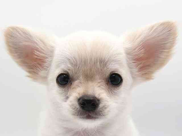 奈良県のチワワ(ロング) (ひごペットフレンドリー田原本店/2025年12月1日生まれ/男の子/クリームホワイト)の子犬の1枚目の画像