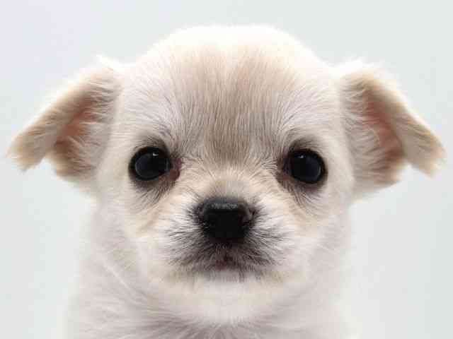 奈良県のチワワ(ロング) (ひごペットフレンドリー田原本店/2025年12月1日生まれ/男の子/クリームホワイト)の子犬の1枚目の画像