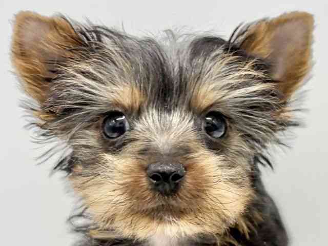 大阪府のヨークシャーテリア (ひごペットフレンドリーイオンタウン豊中庄内店/2025年12月1日生まれ/男の子/スチールブルータン)の子犬の1枚目の画像