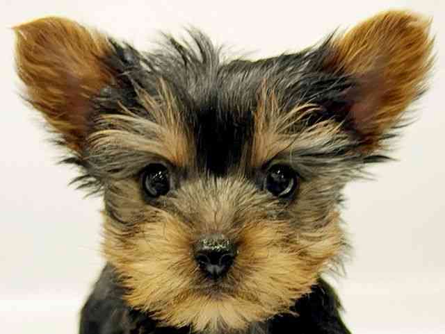 大阪府のヨークシャーテリア (ひごペットフレンドリーイオンタウン豊中庄内店/2025年12月1日生まれ/男の子/スチールブルータン)の子犬の1枚目の画像