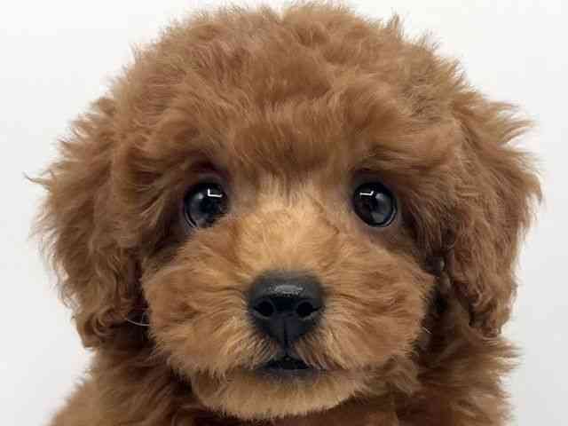 京都府のトイプードル(トイ) (ひごペットフレンドリーイオンモール高の原店/2025年11月29日生まれ/女の子/レッド)の子犬の1枚目の画像