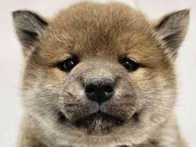 高知県の柴犬(標準サイズ) (ひごペットフレンドリーイオンモール高知店/2025年12月1日生まれ/女の子/赤)の子犬の1枚目の画像