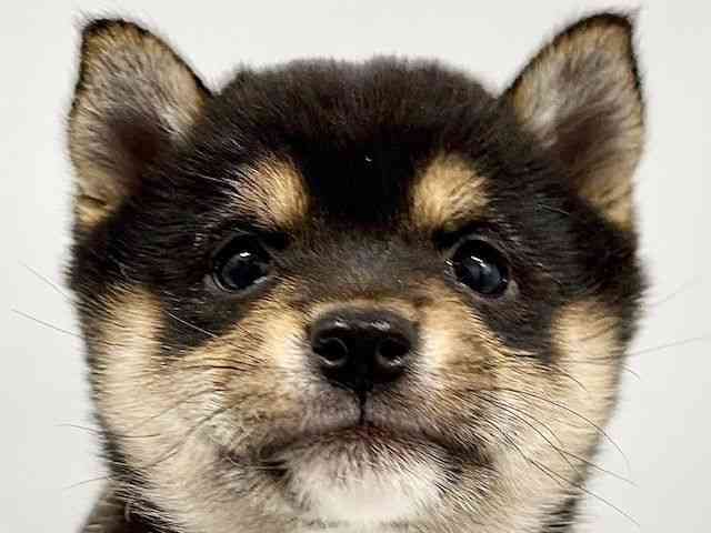 大阪府の柴犬(標準サイズ) (ひごペットフレンドリーイオンタウン豊中庄内店/2025年12月1日生まれ/女の子/黒)の子犬の1枚目の画像