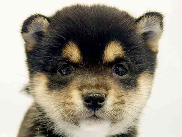 大阪府の柴犬(標準サイズ) (ひごペットフレンドリーイオンタウン豊中庄内店/2025年12月1日生まれ/女の子/黒)の子犬の1枚目の画像