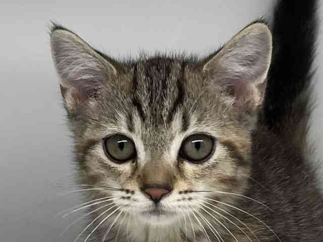 徳島県のマンチカン (ひごペットフレンドリーゆめタウン徳島店/2025年11月30日生まれ/女の子/ブラウンタビー)の子猫の1枚目の画像