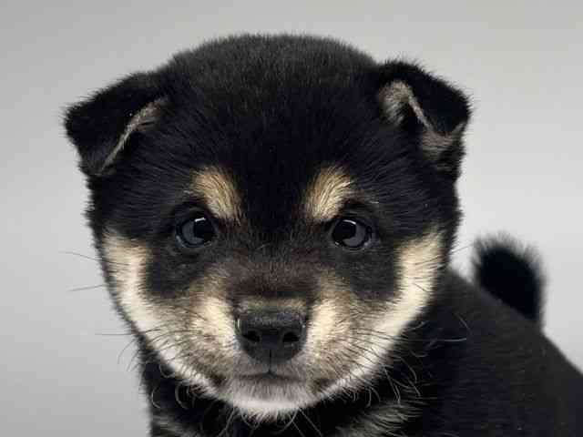 徳島県の柴犬(標準サイズ) (ひごペットフレンドリーゆめタウン徳島店/2025年12月1日生まれ/女の子/黒)の子犬の1枚目の画像