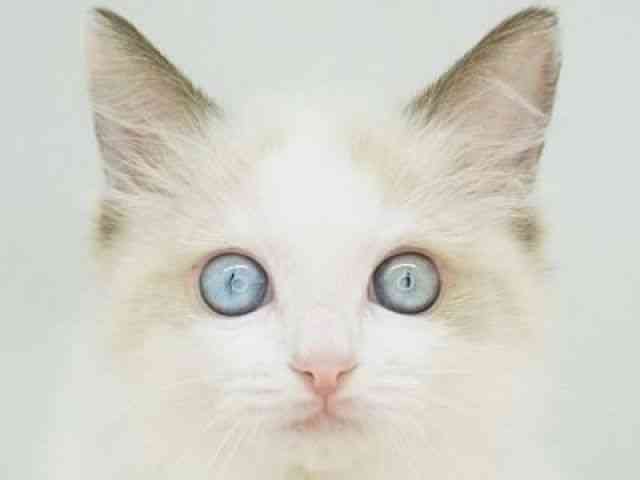 福岡県のラグドール (ひごペットフレンドリーゆめタウン筑紫野店/2025年11月30日生まれ/女の子/シールポイントバイカラー)の子猫の1枚目の画像