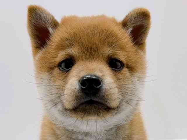 広島県の柴犬(標準サイズ) (ひごペットフレンドリーフジグラン神辺店/2025年12月1日生まれ/男の子/赤)の子犬