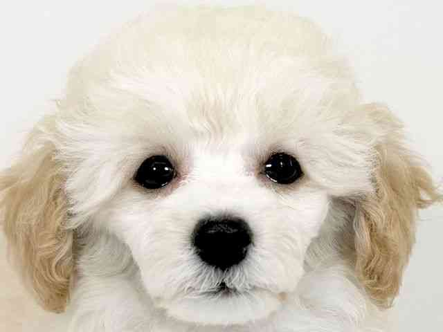 京都府のトイプードル(トイ) (ひごペットフレンドリーイズミヤショッピングセンター八幡店/2025年12月1日生まれ/女の子/クリーム)の子犬の1枚目の画像