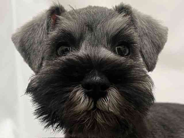 和歌山県のミニチュアシュナウザー (ひごペットフレンドリーパームシティ和歌山店/2025年12月1日生まれ/女の子/ソルトペッパー)の子犬の1枚目の画像