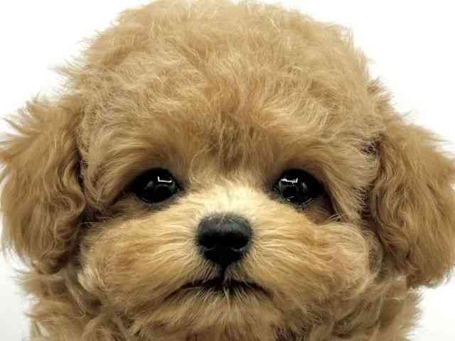 大阪府のトイプードル(トイ) (ひごペットフレンドリーららぽーとEXPOCITY店/2025年11月28日生まれ/女の子/アプリコット)の子犬の1枚目の画像