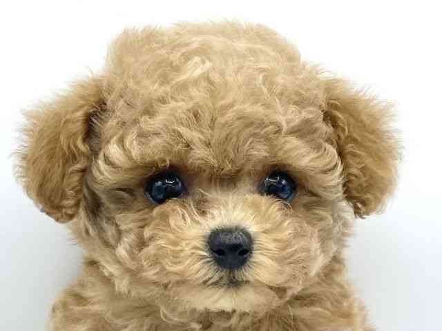 大阪府のトイプードル(トイ) (ひごペットフレンドリーららぽーとEXPOCITY店/2025年11月28日生まれ/女の子/アプリコット)の子犬の1枚目の画像