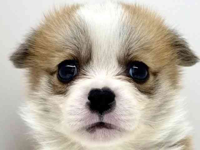 大阪府のハーフ犬・ミックス犬 (ひごペットフレンドリーくずはモール店/2025年12月1日生まれ/男の子/レッドホワイト)の子犬の1枚目の画像