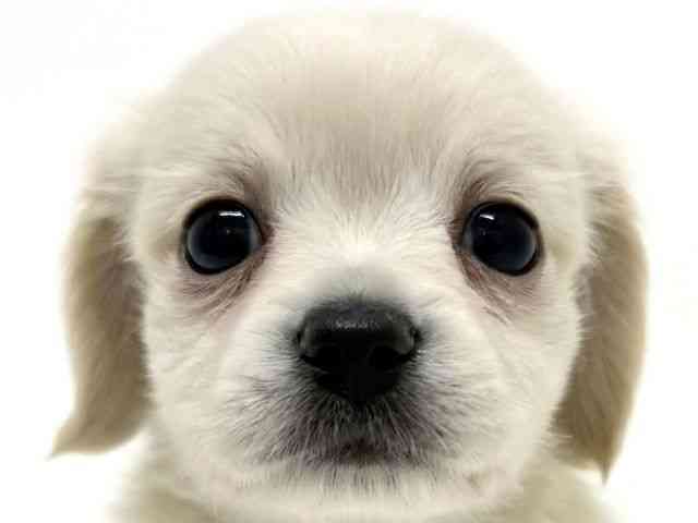 大阪府のチワックス(チワワ×ダックス) (ひごペットフレンドリーくずはモール店/2025年11月30日生まれ/男の子/イエロー)の子犬の1枚目の画像