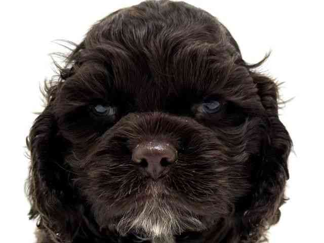 大阪府のアメリカンコッカースパニエル (ひごペットフレンドリーくずはモール店/2025年12月2日生まれ/男の子/チョコレートホワイト)の子犬の1枚目の画像