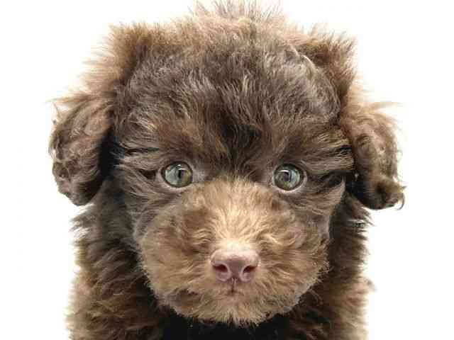 大阪府のトイプードル(トイ) (ひごペットフレンドリーイトーヨーカドー津久野店/2025年12月2日生まれ/男の子/ブラウン)の子犬の1枚目の画像