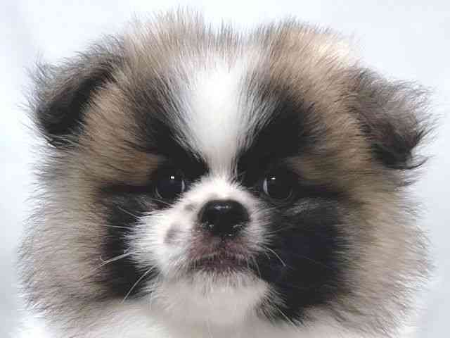 大阪府のペキポメ/ポメペキ(ペキニーズ×ポメラニアン) (ひごペットフレンドリー堺プラットプラット店/2025年12月1日生まれ/男の子/パーティーカラー)の子犬の1枚目の画像