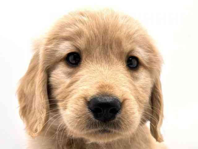 奈良県のゴールデンレトリバー (ひごペットフレンドリー田原本店/2025年12月2日生まれ/女の子/ゴールデン)の子犬