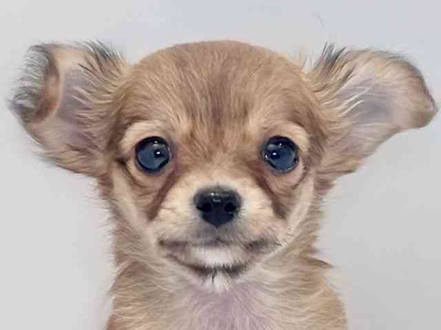 大阪府のチワワ(ロング) (ひごペットフレンドリーイズミヤショッピングセンター千里丘店/2025年12月1日生まれ/男の子/フォーン)の子犬の1枚目の画像