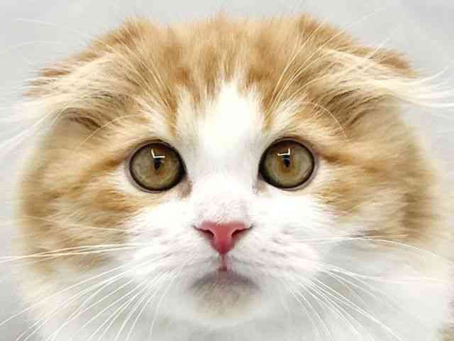 大阪府のスコティッシュフォールド (ひごペットフレンドリーイトーヨーカドー津久野店/2025年12月3日生まれ/男の子/レッドタビーホワイト)の子猫