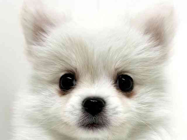 京都府のポメチワ/チワポメ/ポメチー(ポメラニアン×チワワ) (ひごペットフレンドリーイズミヤショッピングセンター八幡店/2025年12月3日生まれ/女の子/クリーム)の子犬