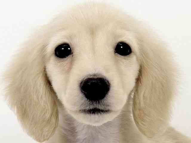 京都府のミニチュアダックスフンド(ロング) (ひごペットフレンドリーイズミヤショッピングセンター八幡店/2025年12月1日生まれ/男の子/イエロー)の子犬の1枚目の画像