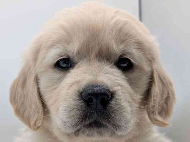 香川県のゴールデンレトリバー (ひごペットフレンドリーゆめタウン高松店/2025年12月3日生まれ/男の子/クリーム)の子犬