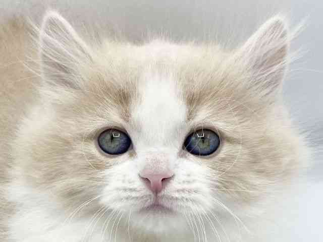 大阪府のミヌエット (ひごペットフレンドリーららぽーとEXPOCITY店/2025年12月3日生まれ/女の子/クリームタビーホワイト)の子猫の1枚目の画像