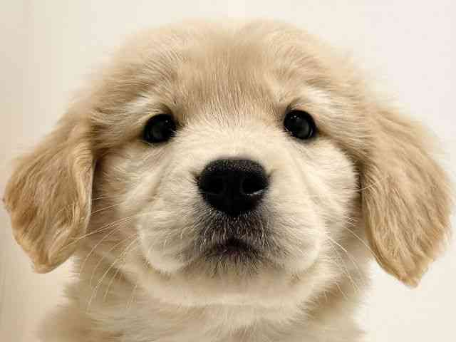 大阪府のゴールデンレトリバー (ひごペットフレンドリーイオン高槻店/2025年12月2日生まれ/女の子/ゴールデン)の子犬の1枚目の画像