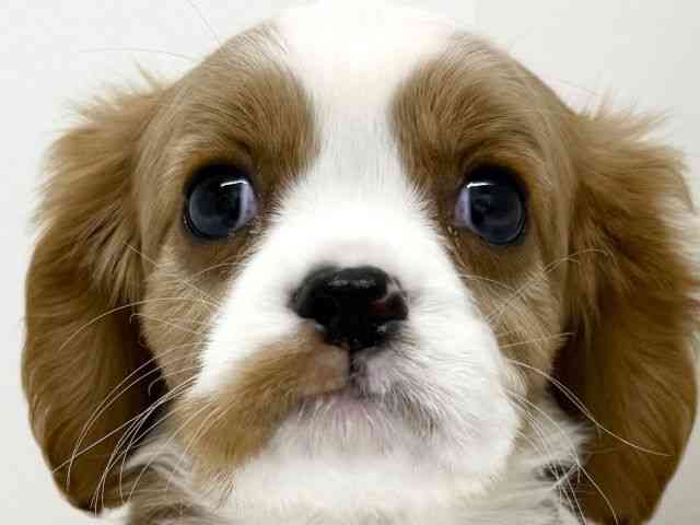 大阪府のキャバリアキングチャールズスパニエル (ひごペットフレンドリーくずはモール店/2025年12月2日生まれ/男の子/ブレンハイム)の子犬の1枚目の画像