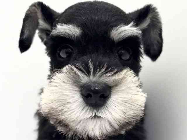 大阪府のミニチュアシュナウザー (ひごペットフレンドリーくずはモール店/2025年12月2日生まれ/女の子/ブラックシルバー)の子犬の1枚目の画像