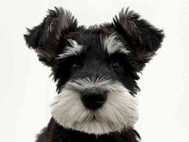 大阪府のミニチュアシュナウザー (ひごペットフレンドリーくずはモール店/2025年12月2日生まれ/女の子/ブラックシルバー)の子犬の1枚目の画像