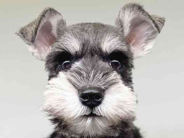 大阪府のミニチュアシュナウザー (ひごペットフレンドリー瓜破店/2025年12月2日生まれ/女の子/ソルトペッパー)の子犬の1枚目の画像