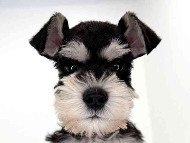 兵庫県のミニチュアシュナウザー (ひごペットフレンドリーイトーヨーカドー明石店/2025年12月2日生まれ/男の子/ブラックシルバー)の子犬の1枚目の画像