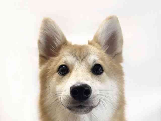 愛媛県のポメ柴/豆ポメ/ポメ豆柴(ポメラニアン×柴犬) (ひごペットフレンドリーイオンモール今治新都市店/2025年9月13日生まれ/男の子/赤)の子犬の1枚目の画像