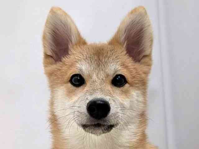 広島県のポメ柴/豆ポメ/ポメ豆柴(ポメラニアン×柴犬) (ひごペットフレンドリーゆめタウン廿日市店/2025年9月13日生まれ/男の子/赤)の子犬の1枚目の画像