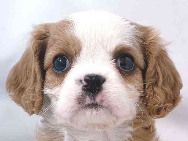 大阪府のキャバリアキングチャールズスパニエル (ひごペットフレンドリー堺プラットプラット店/2025年12月1日生まれ/男の子/ブレンハイム)の子犬の1枚目の画像