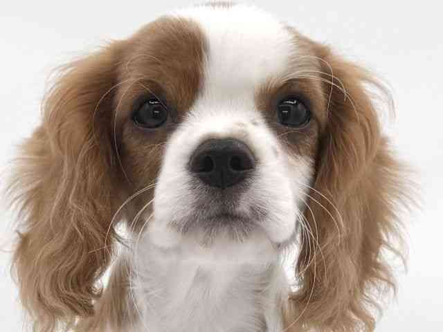 大阪府のキャバリアキングチャールズスパニエル (ひごペットフレンドリーイオンそよら海老江店/2025年12月1日生まれ/男の子/ブレンハイム)の子犬の1枚目の画像