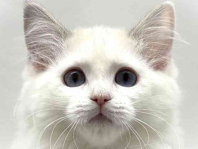 大阪府のラグドール (ひごペットフレンドリーベルファⅡ都島店/2025年12月4日生まれ/女の子/ブルーポイントバイカラー)の子猫の1枚目の画像