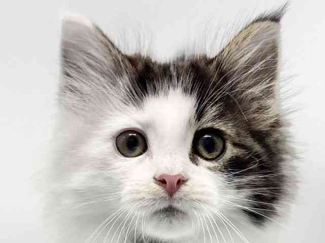 大阪府のノルウェージャンフォレストキャット (ひごペットフレンドリーイオンタウン豊中庄内店/2025年12月3日生まれ/男の子/ブラウンタビーホワイト)の子猫の1枚目の画像