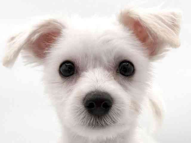 大阪府のマルプー(マルチーズ×プードル) (ひごペットフレンドリーイオンそよら海老江店/2025年12月3日生まれ/男の子/ホワイト)の子犬の1枚目の画像