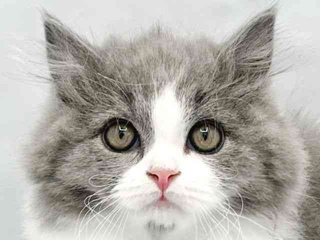 大阪府のブリティッシュロングヘアー (ひごペットフレンドリーイトーヨーカドー津久野店/2025年11月26日生まれ/男の子/ブルーホワイト)の子猫の1枚目の画像