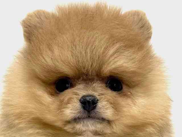 大阪府のポメラニアン (ひごペットフレンドリーくずはモール店/2025年12月3日生まれ/女の子/オレンジ)の子犬の1枚目の画像