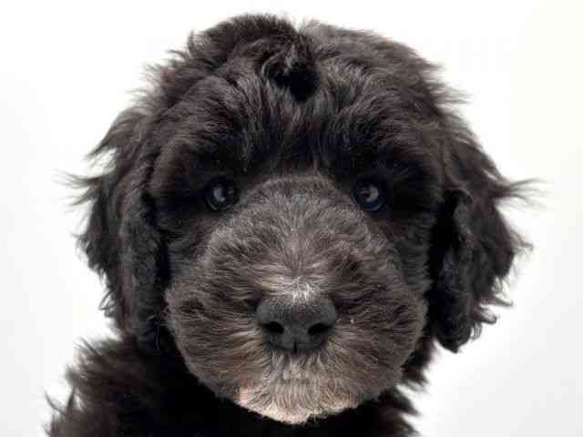 奈良県のスタンダードプードル (ひごペットフレンドリー田原本店/2025年12月2日生まれ/男の子/グレー)の子犬の1枚目の画像