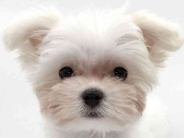 大阪府のマルチーズ (ひごペットフレンドリーイオンそよら海老江店/2025年11月24日生まれ/女の子/ホワイト)の子犬の1枚目の画像