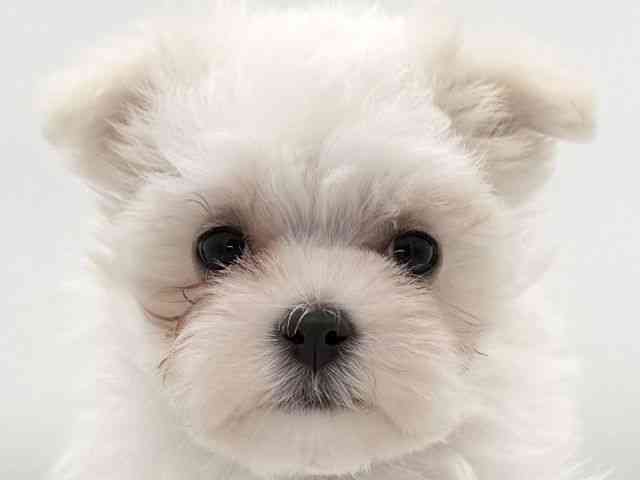 大阪府のマルチーズ (ひごペットフレンドリーイオンそよら海老江店/2025年11月24日生まれ/女の子/ホワイト)の子犬の1枚目の画像