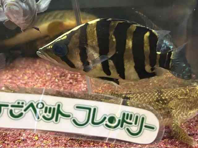 ダトニオプラスワンボルネオ産 淡水魚】爆安 パーフェクトバンド ダトニオプラスワン ボルネオ産