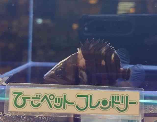 ※明日まで　ダトニオ プラスワン左右対称バンド　30cm 熱帯魚）ダトニオプラスワン Sサイズ（約3．5〜7cm）（3匹